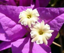 flower of the flock